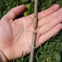 MaBricole | HONESTPRO | Outils de jardin | Sécateur de greffage, Outils de greffe d'arbres 215mm avec trois lames HONESTPRO | YCA0051