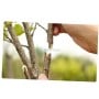 MaBricole | HONESTPRO | Outils de jardin | Sécateur de greffage, Outils de greffe d'arbres 215mm avec trois lames HONESTPRO | YCA0051