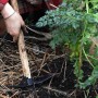 MaBricole | STER TOOLS | Outils de jardin | Binette à crochet à 2 dents avec manche en bois 40cm pour jardin